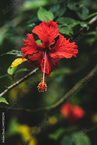 Fototapeta Naklejka Na Ścianę i Meble -  red flower in the garden