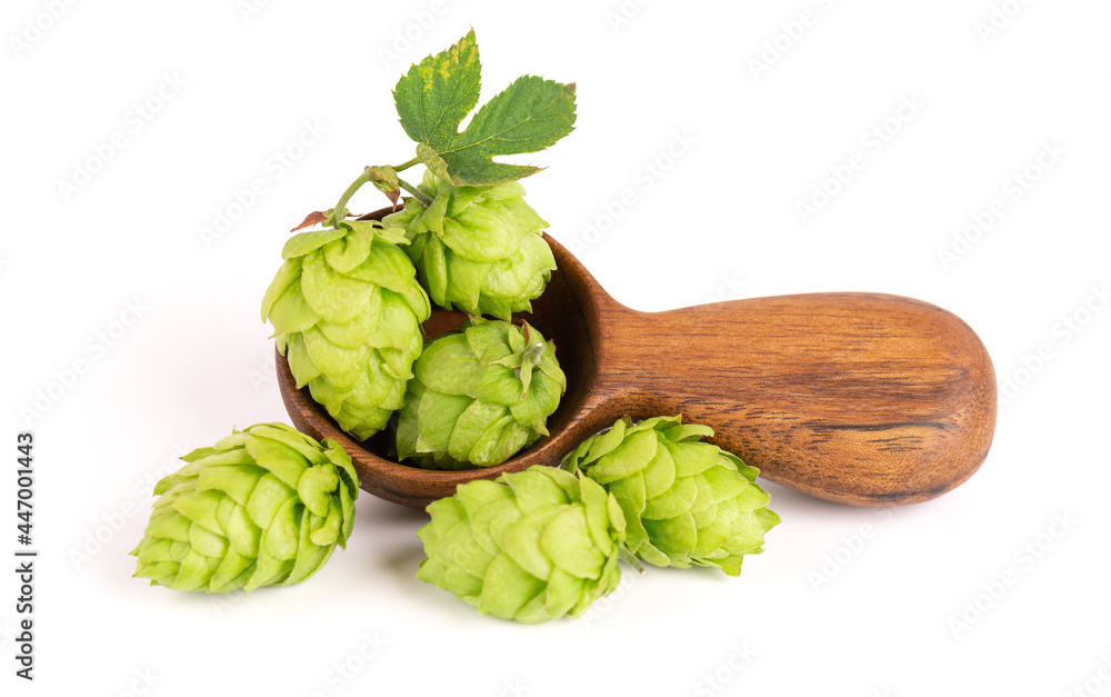 Fresh green hops branch in wooden spoon, isolated on a white background. Hop cones with leaf. Organic Hop Flowers. Close up. Fresh green hops branch in wooden spoon, isolated on a white background. Hop cones with leaf. Organic Hop Flowers. Close up.