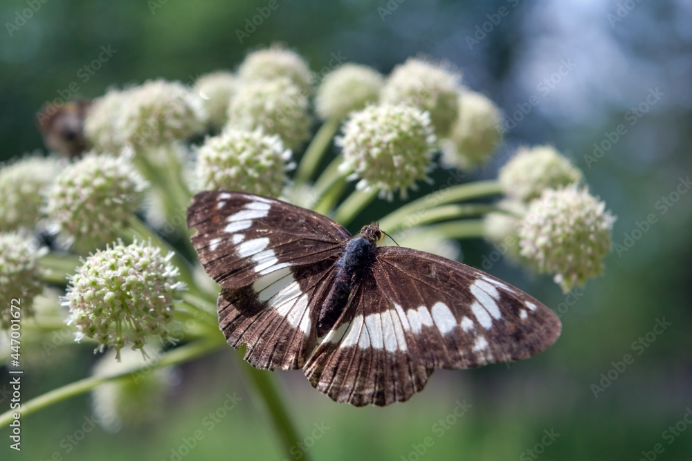 Beautiful butterfly on a flower lit by the sun. A beautiful butterfly resting on a white flower. Beautiful butterfly on a flower lit by the sun. A beautiful butterfly resting on a white flower.