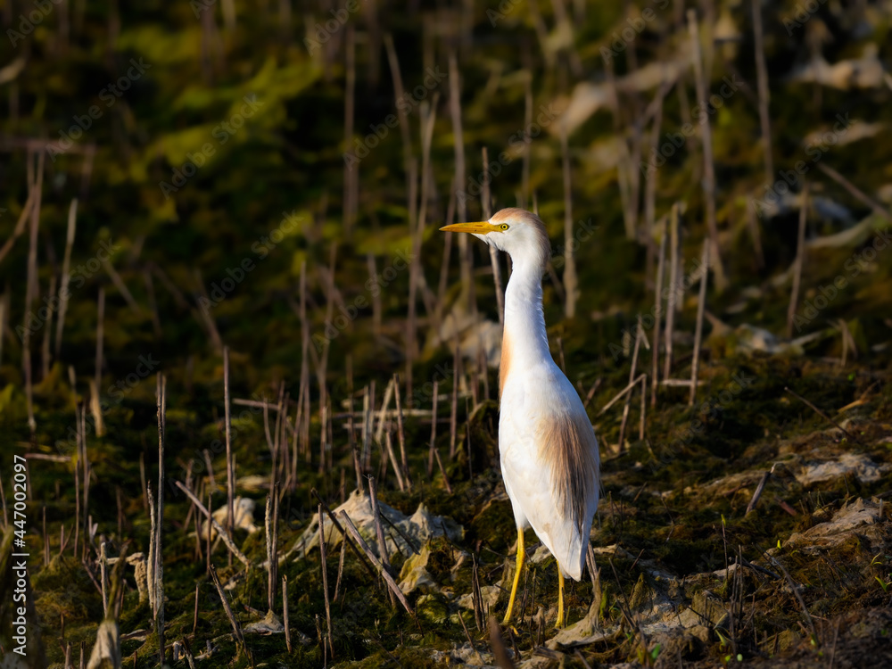 Cattle Egret,egret, population, bird, bubulcus, white, explosion, feather, africa, vertical, beach, wetland, cattle, awassa, ibis, nature, marsh, wildlife,Bubulcus ibis Cattle Egret,egret, population, bird, bubulcus, white, explosion, feather, africa, vertical, beach, wetland, cattle, awassa, ibis, nature, marsh, wildlife,Bubulcus ibis