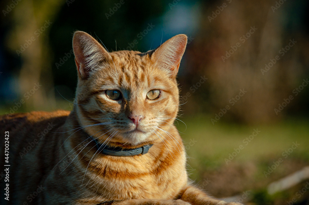 portrait of a cat portrait of a cat