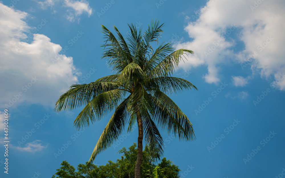 Beautiful tropical coconut palms and blue sky