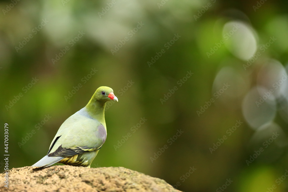 The African green pigeon (Treron calvus) sitting on the stone.