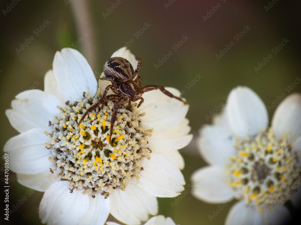Common Crab Spider Xysticus cristatus on sneezewort flower Achillea ptarmica. Common Crab Spider Xysticus cristatus on sneezewort flower Achillea ptarmica.
