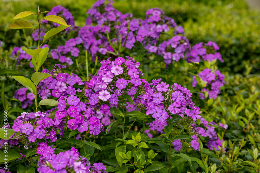 flowers in the garden