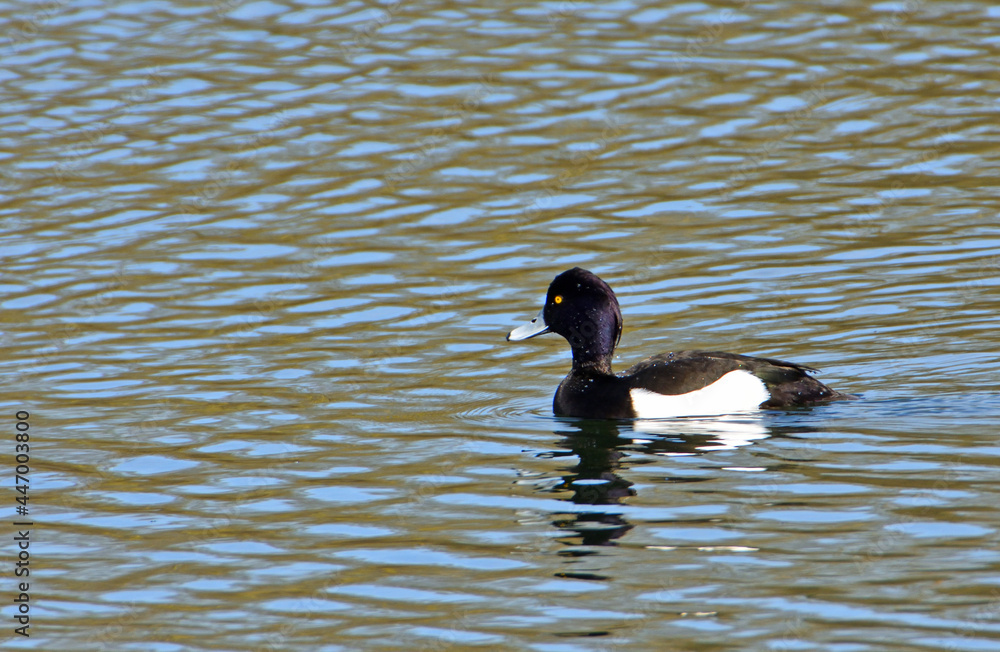 Tufted duck swimming on water with reflection. Tufted duck swimming on water with reflection.