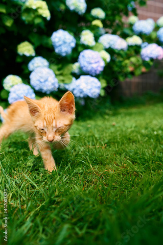 Ginger kitten walks on a green lawn against the background of blooming hydrangea