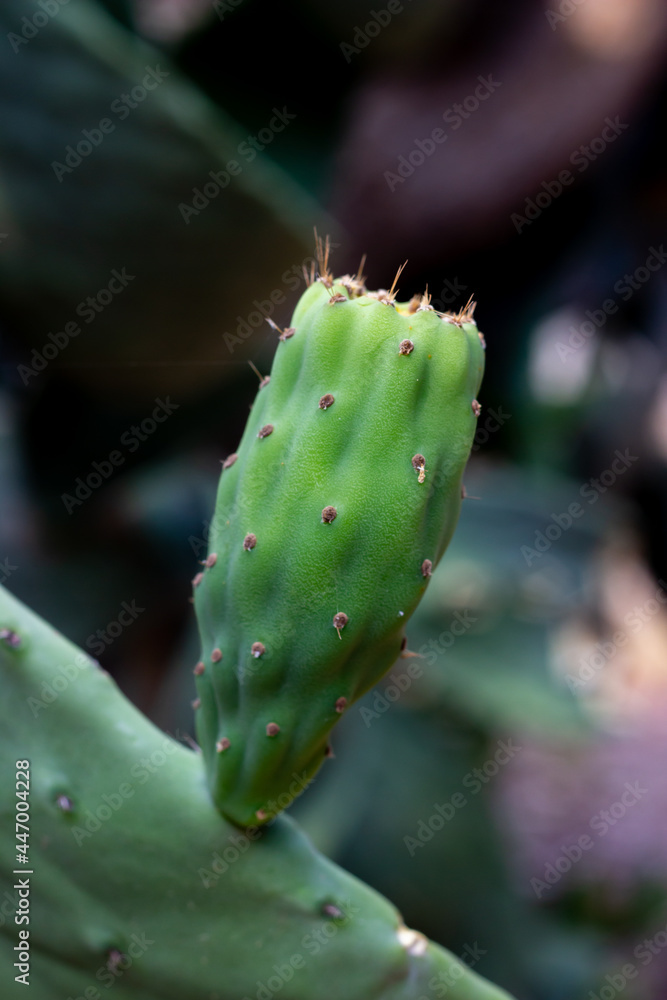Close up view of growing special kind of cactus known as opuntia or prickly pear in Antalya, Turkey. Selective focus. Close up view of growing special kind of cactus known as opuntia or prickly pear in Antalya, Turkey. Selective focus.