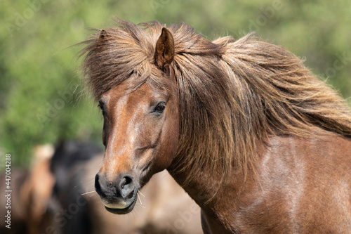 Close up of a horse © Anna