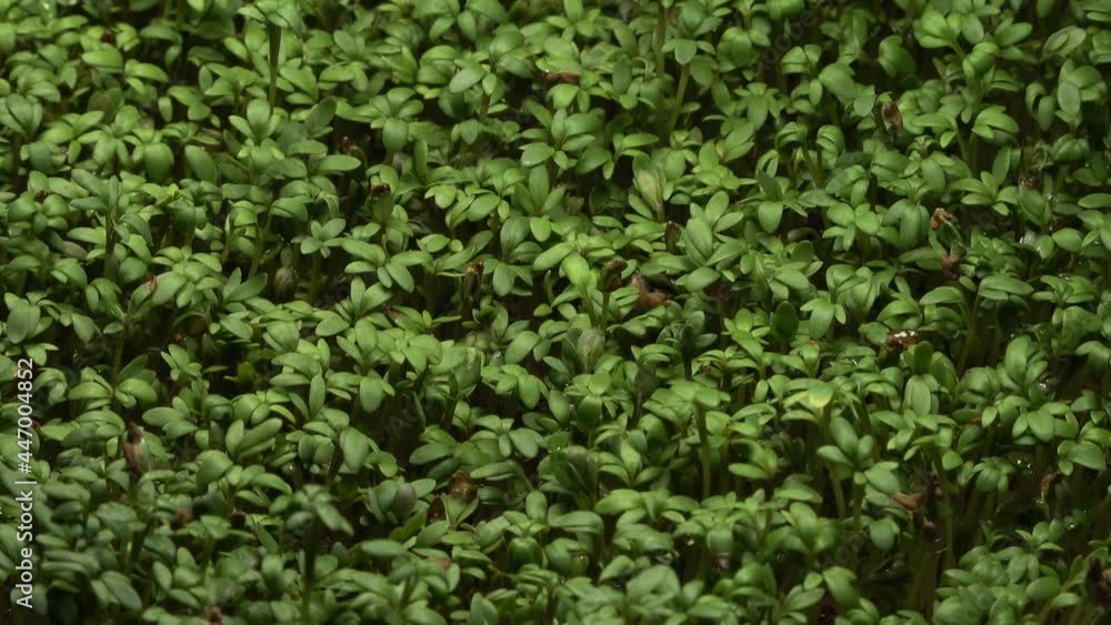 Cress seed germination time lapse. Seeds lie in a saucer on wet cotton wool. Cress seed germination time lapse. Seeds lie in a saucer on wet cotton wool.