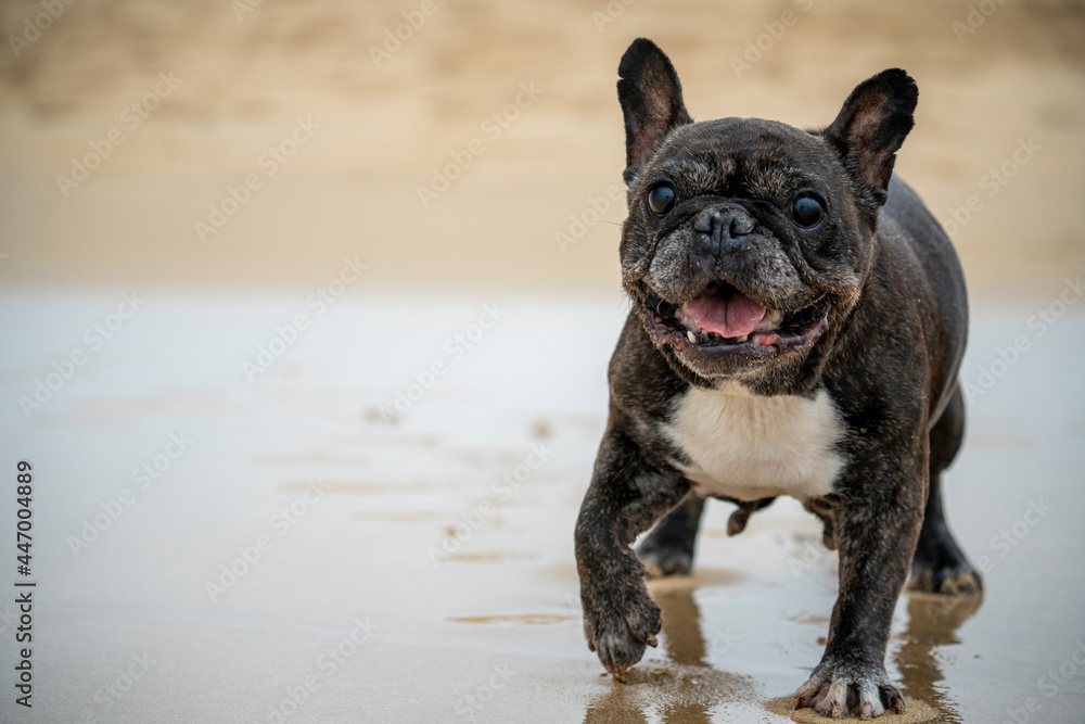 Senior French Bulldog of black and white coloration, on a beach in Portugal during the summer on a cloudy day
