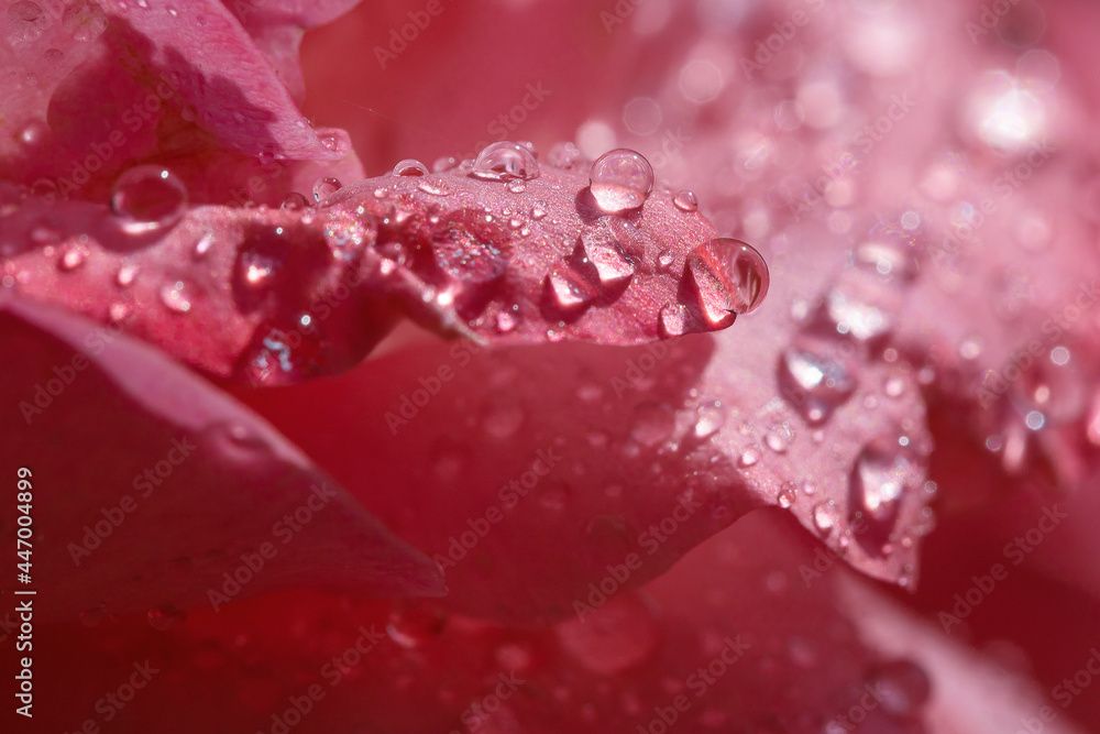 flower petals in water drops after rain, rose and chamomile
