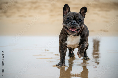 Senior French Bulldog of black and white coloration, on a beach in Portugal during the summer on a cloudy day © MARIO MONTERO ARROYO