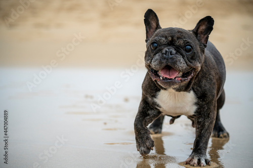 Senior French Bulldog of black and white coloration, on a beach in Portugal during the summer on a cloudy day © MARIO MONTERO ARROYO