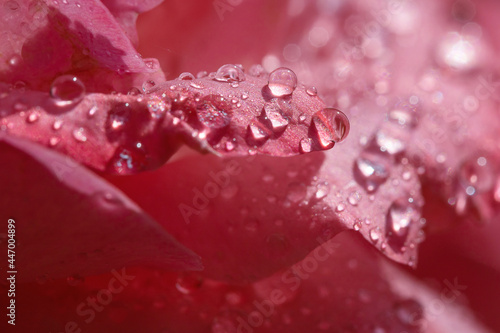 flower petals in water drops after rain  rose and chamomile