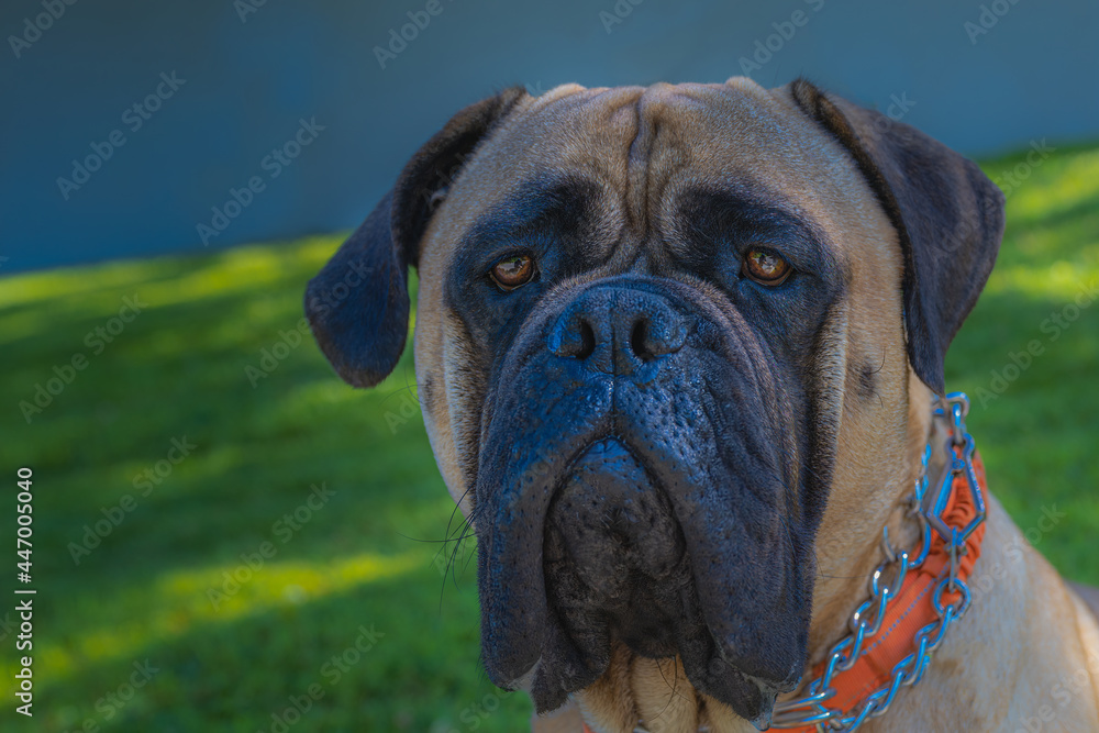 2021-07-24 CLOSE UP OF A LARGE BULLMASTIFF WITH A GREEN GRASS AND GREY BACKGROUND