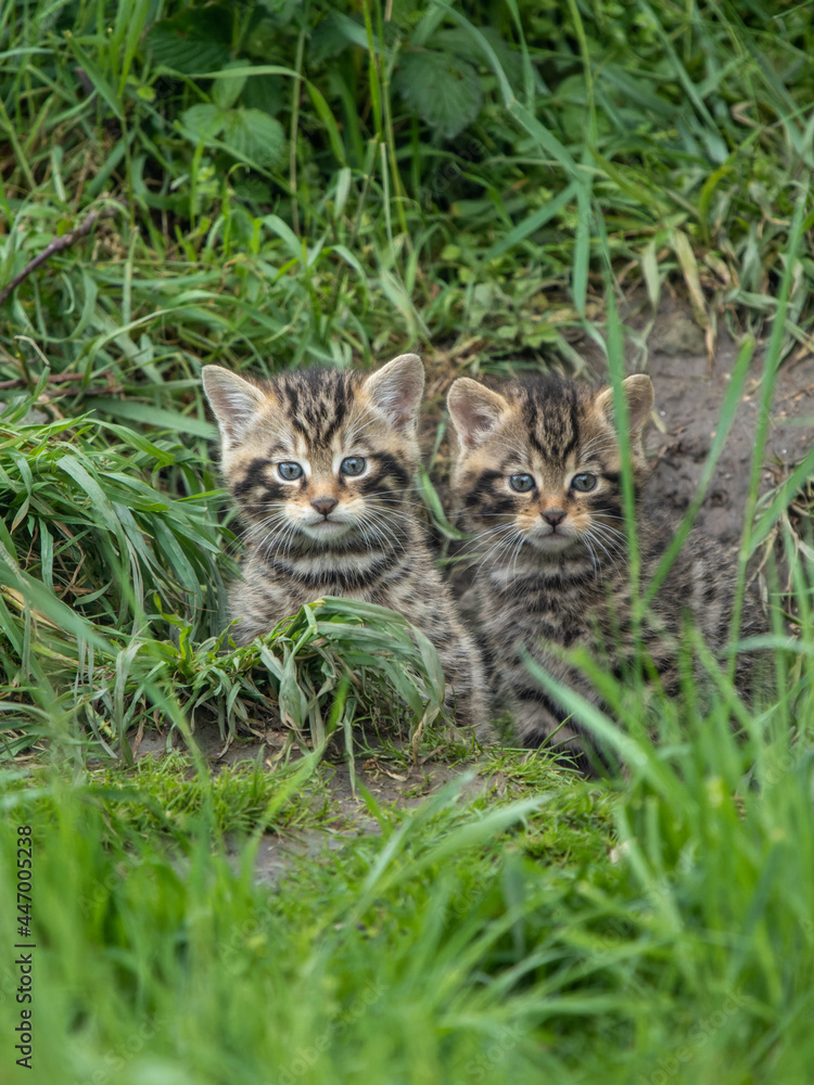 Scottish Wildcat Kiitten