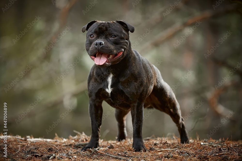 Fototapeta premium Staffordshire terrier in the forest in a clearing