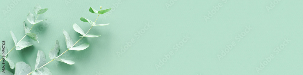The banner of the eucalyptus branch on a mint background is Minimalism. Background for Eco-cosmetics. Flat lay, top view, copy space. - obrazy, fototapety, plakaty 