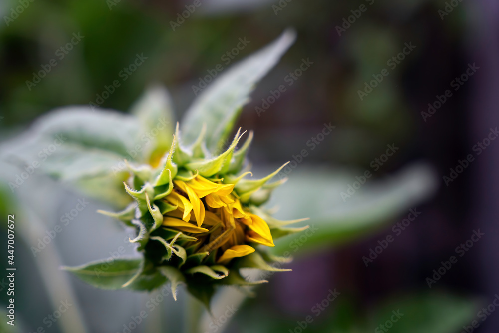 Sunflower, yellow sunny unopened flower, closeup Sunflower, yellow sunny unopened flower, closeup