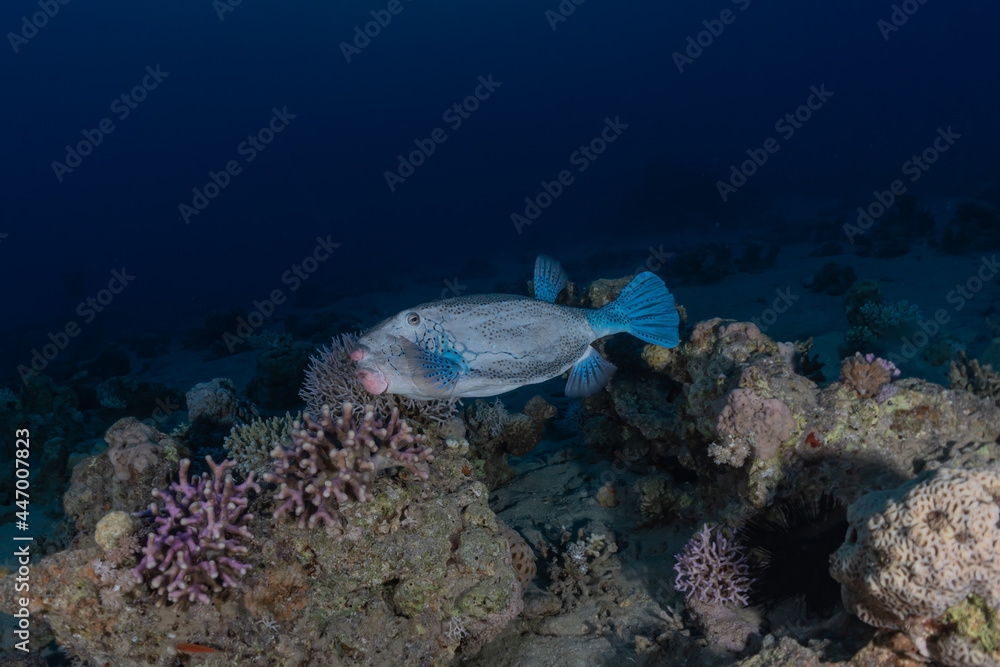Obraz premium Fish swim in the Red Sea, colorful fish, Eilat Israel 