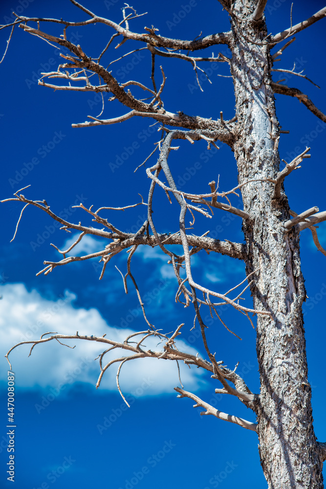 Bare tree in a national park, USA. Bare tree in a national park, USA.