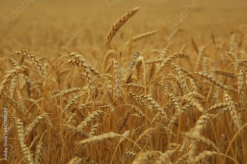 Wheat field close up with place for text