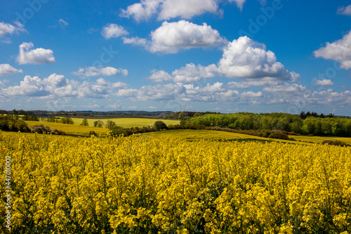field of yellow rapeseed © Flemming