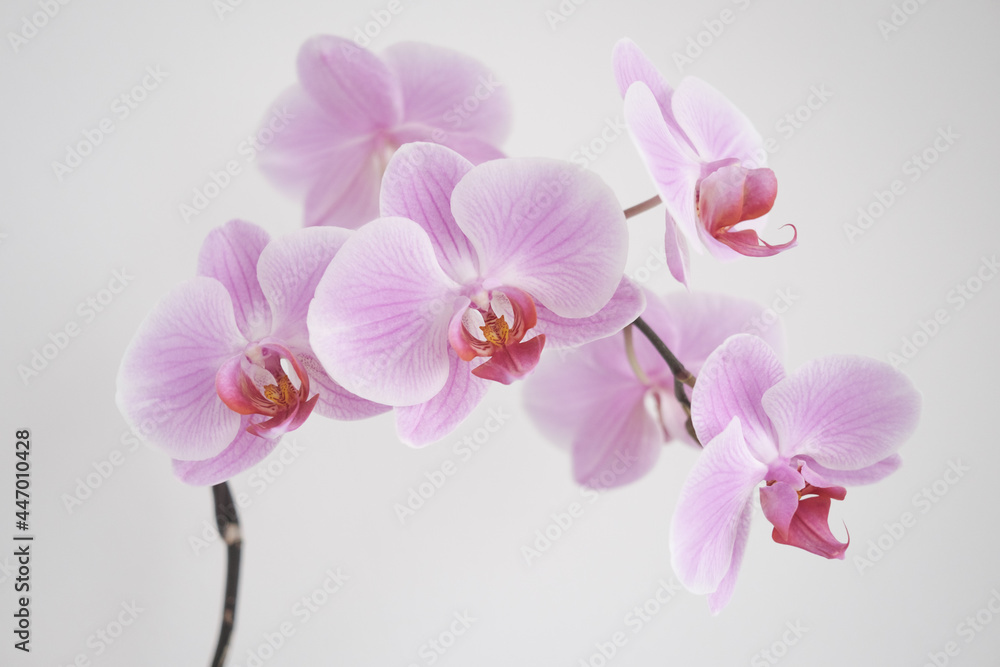 pink orchid isolated on white background pink orchid isolated on white background
