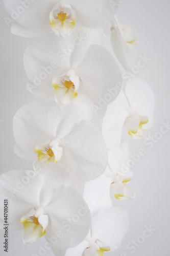 Fototapeta Naklejka Na Ścianę i Meble -  white orchid on white background