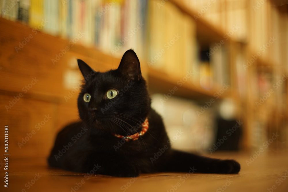 Portrait of black cat in woody room Portrait of black cat in woody room