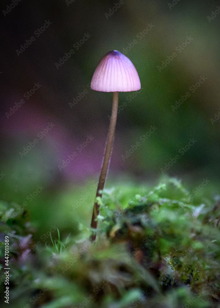 Mushroom Mushroom