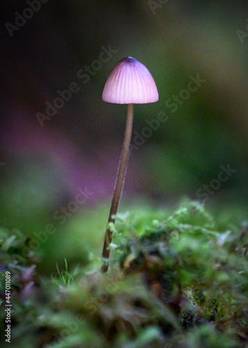 Mushroom