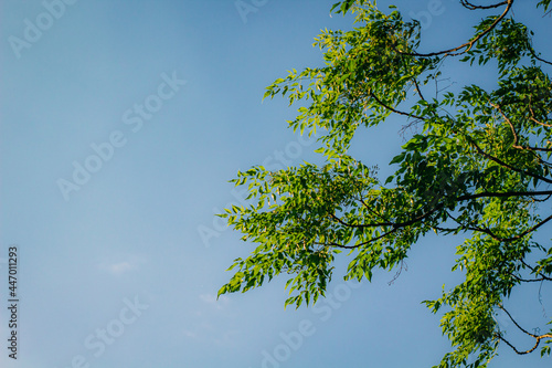 Tree branch with green leaves with a blue sky background in afternoon summer
