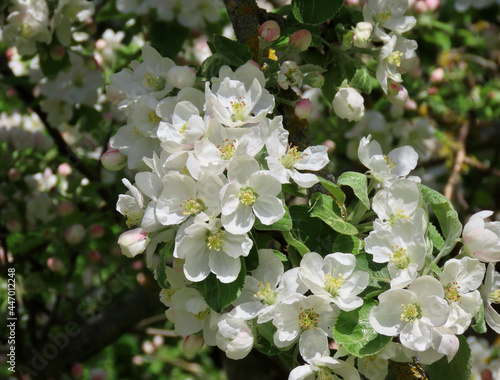 Close up of white and pink apple tree blossoms, buds, green leaves, on sunny spring day. Selective focus