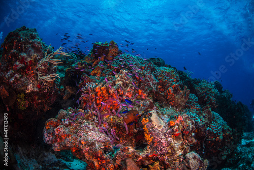 Fototapeta Naklejka Na Ścianę i Meble -  Blue chromis fish swimming over the reef 