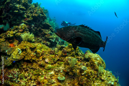 Black grouper and diver  © Bruce