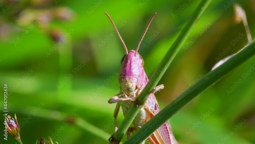 PINK GRASSHOPPER - Young Female of Meadow Grasshopper, Chorthippus parallelus PINK GRASSHOPPER - Young Female of Meadow Grasshopper, Chorthippus parallelus