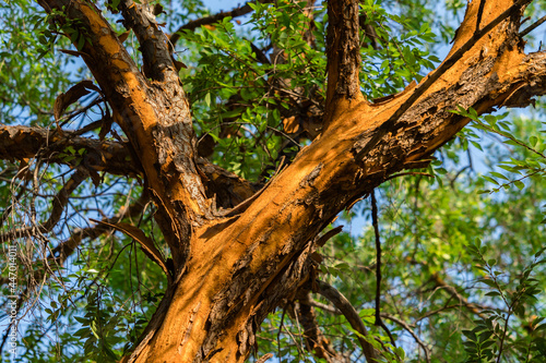 Such bright colors in a tree trunk