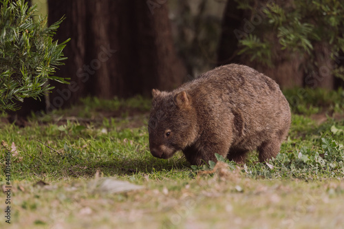 Common wombat, Kangaroo valley, NSW, Australia © Brayden