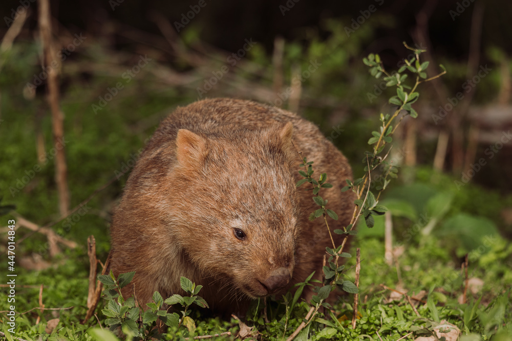 Common wombat, Kangaroo valley, NSW, Australia Common wombat, Kangaroo valley, NSW, Australia