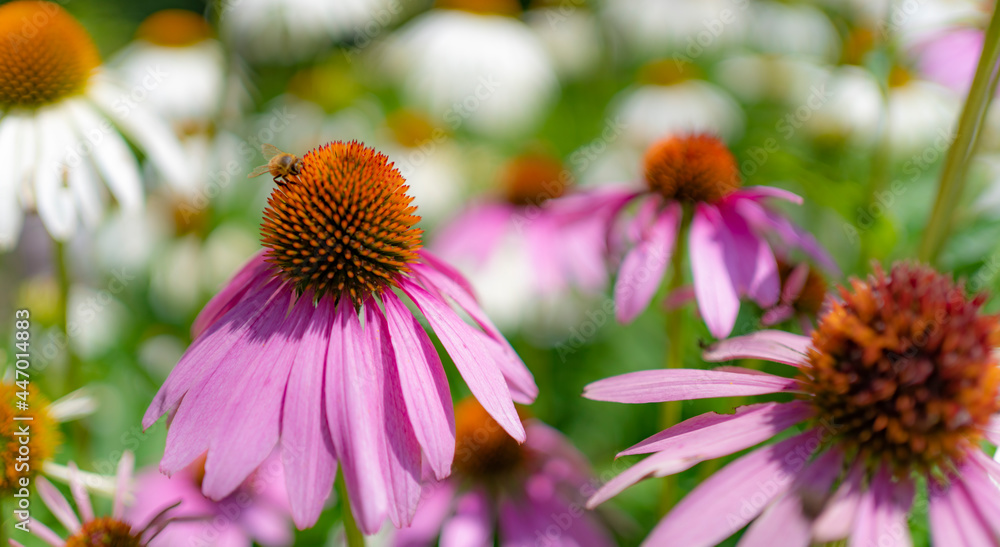 Beautiful closeup of a flower in a garden Beautiful closeup of a flower in a garden