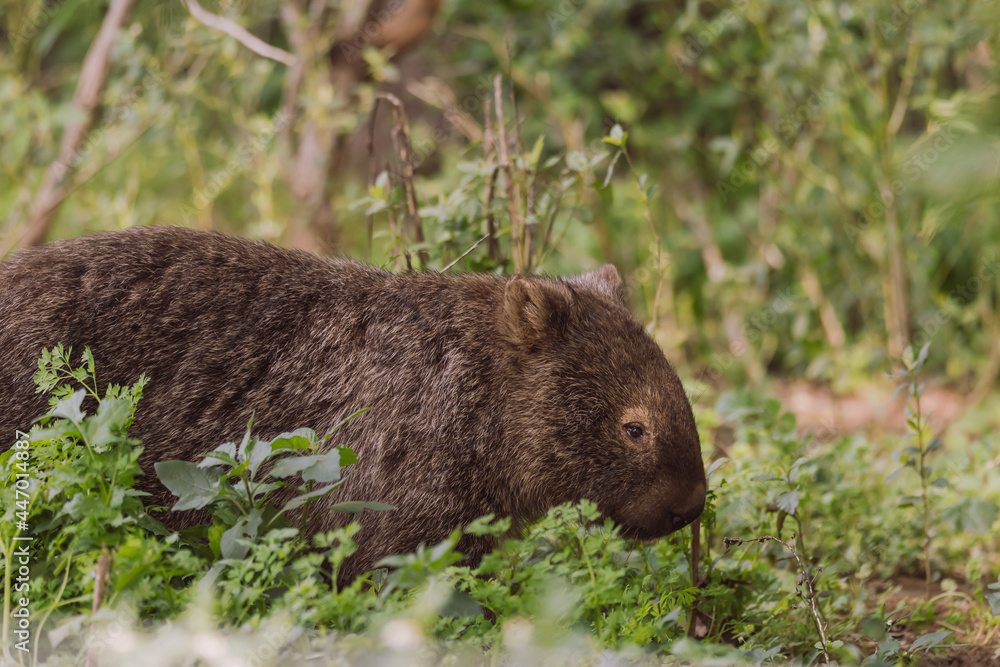 Common wombat, Kangaroo valley, NSW, Australia Common wombat, Kangaroo valley, NSW, Australia