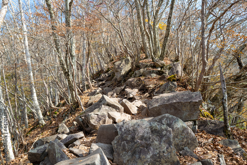 紅葉の季節の群馬県の赤城山の登山道の風景 A view of the trail at Mount Akagi in Gunma Prefecture during the season of autumn leaves.