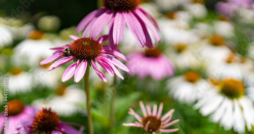 Beautiful closeup of a flower in a garden