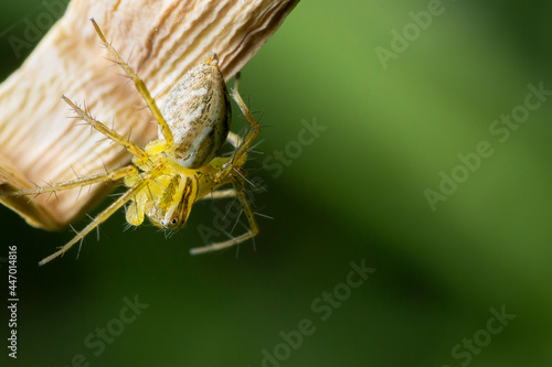 Lynx Yellow Spider on Branch photo