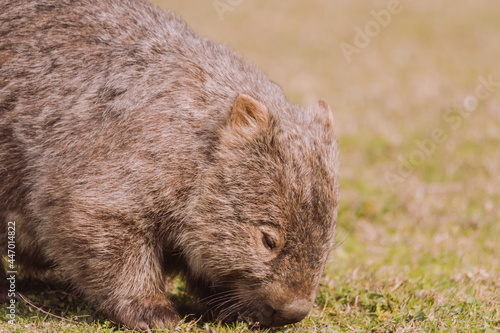 Common wombat, Kangaroo valley, NSW, Australia