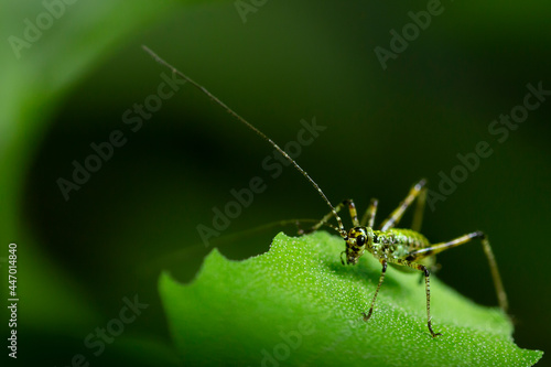 Yeşil yavru Longhorn Beetle (Anoplodera rubra, Stictoleptura rubra, Leptura rubra, Corymbia rubra, Aredolpona), bir yaprak üzerinde oturan kadın, Almanya, Mecklenburg-West Pomerania