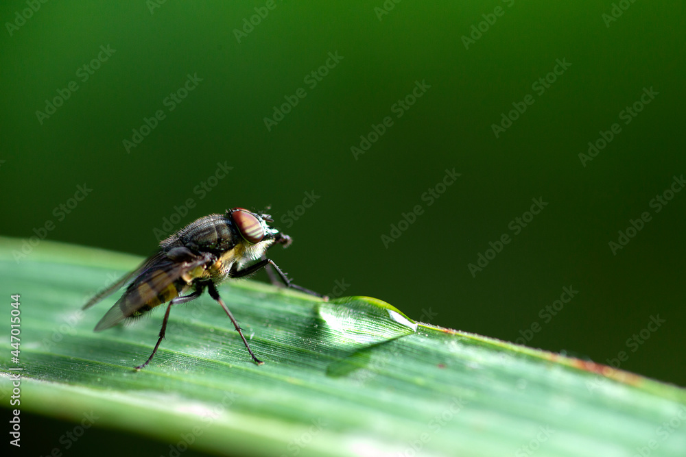 Horsefly (Tabanidae) is a predator, actively attacking humans and animals. Horsefly (Tabanidae) is a predator, actively attacking humans and animals.