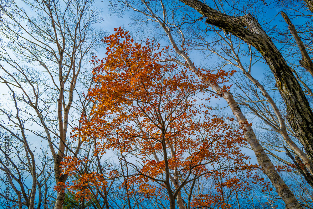 Obraz premium 紅葉の季節の群馬県の赤城山の登山道の風景 A view of the trail at Mount Akagi in Gunma Prefecture during the season of autumn leaves.